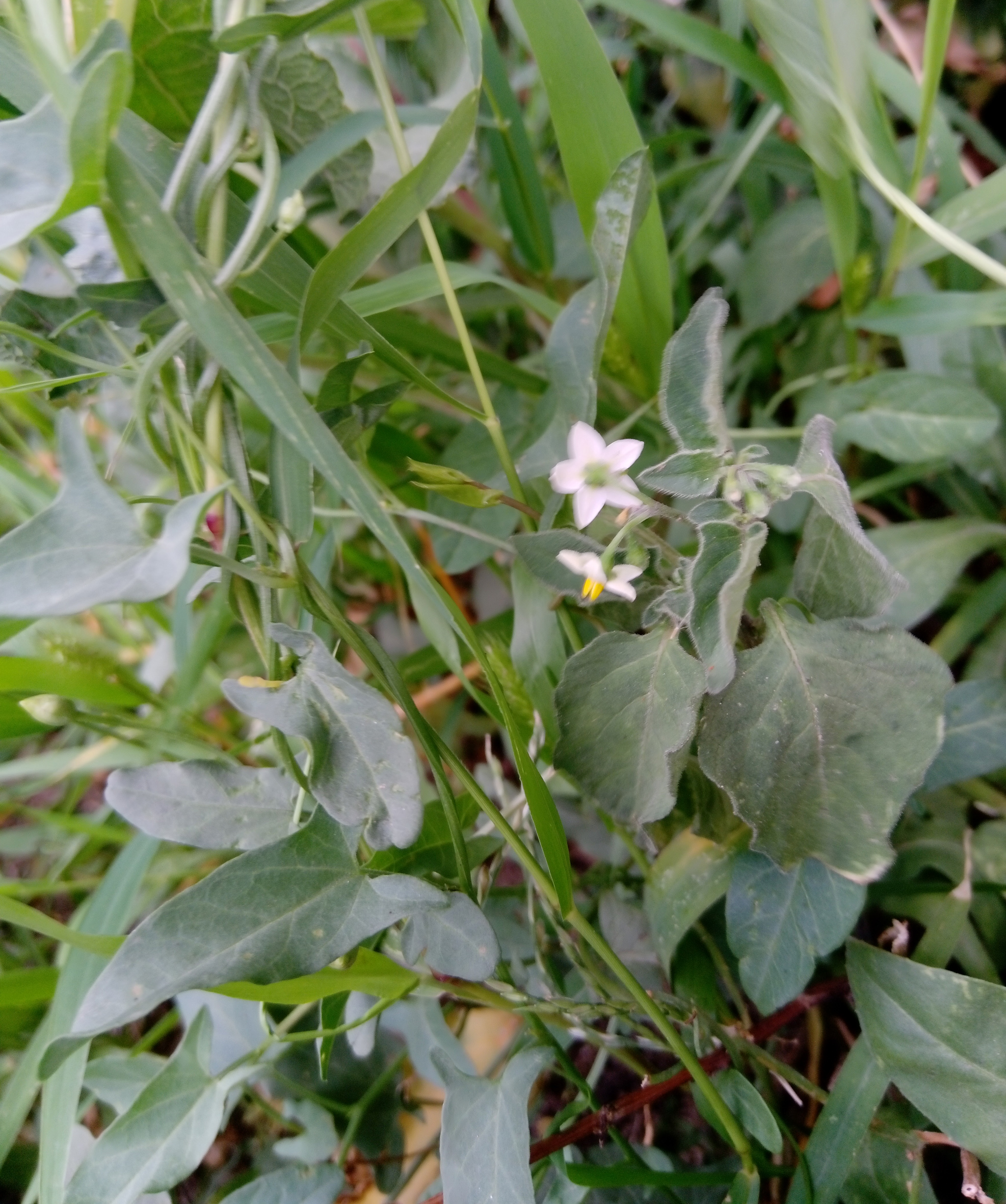 SOLANUM NIGRUM L. - morella comune